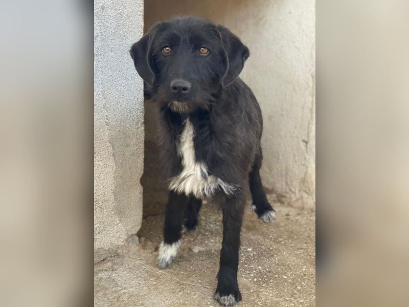 Erebus, geb. ca. 01/2025, lebt in GRIECHENLAND, im städt. Tierheim Serres