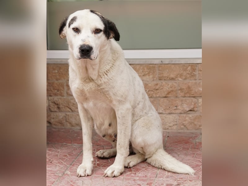 Morla, geb. ca. 01/2020, lebt in GRIECHENLAND, auf einer privaten Pflegestelle