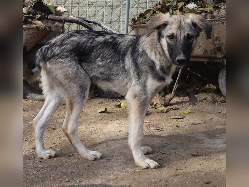 Erwin, geb. ca. 05/2024, lebt in GRIECHENLAND, im städt. Tierheim Serres