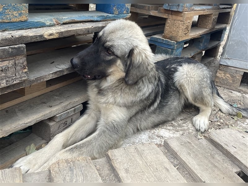 Hagan, geb. ca. 03/2023, lebt in GRIECHENLAND, im städt. Tierheim Serres