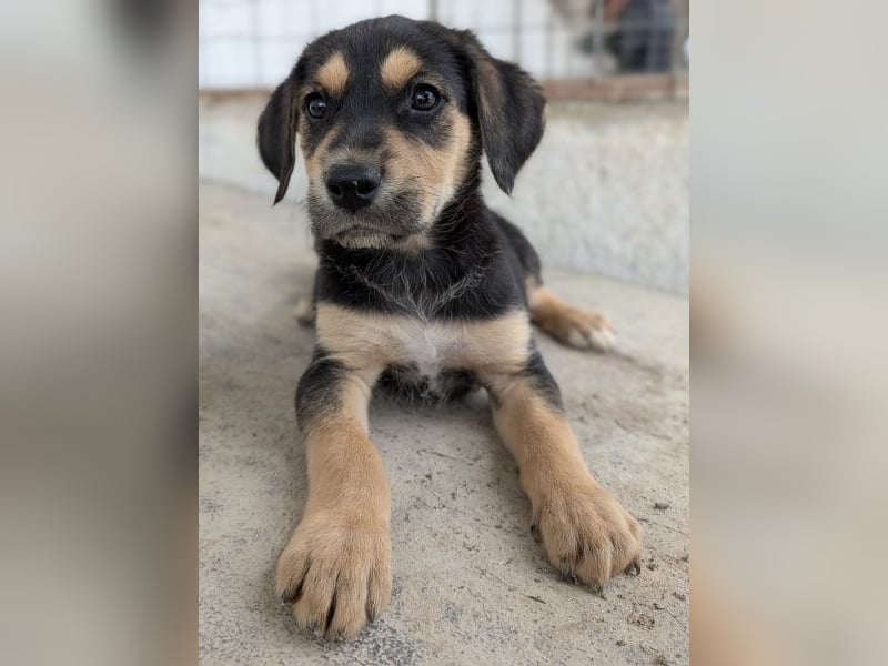 Hiro, geb. ca. 02/2026, lebt in GRIECHENLAND, im städt. Tierheim Serres