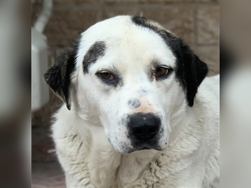 Morla, geb. ca. 01/2020, lebt in GRIECHENLAND, auf einer privaten Pflegestelle