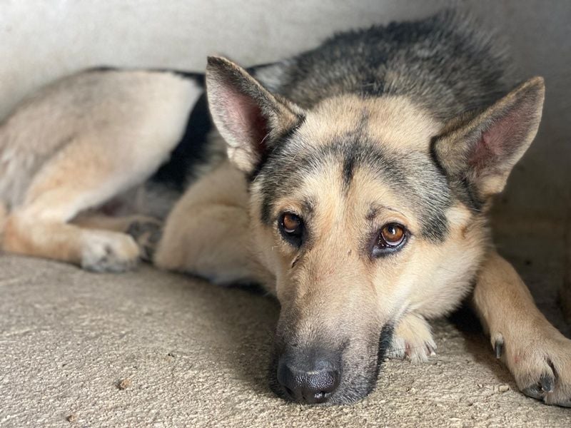 Hankan, geb. ca. 01/2024, lebt in GRIECHENLAND, im städt. Tierheim Serres