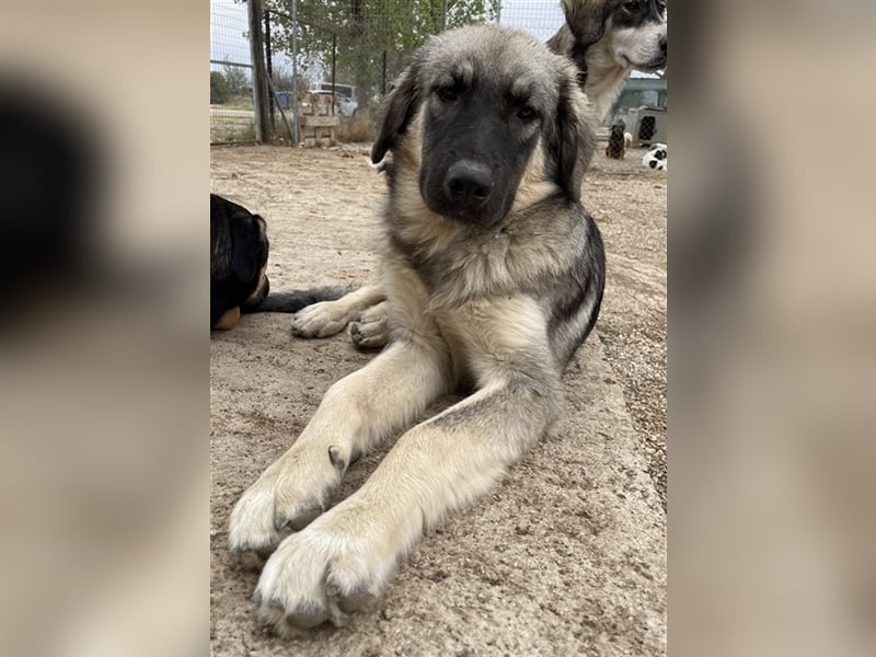 Hagan, geb. ca. 03/2023, lebt in GRIECHENLAND, im städt. Tierheim Serres