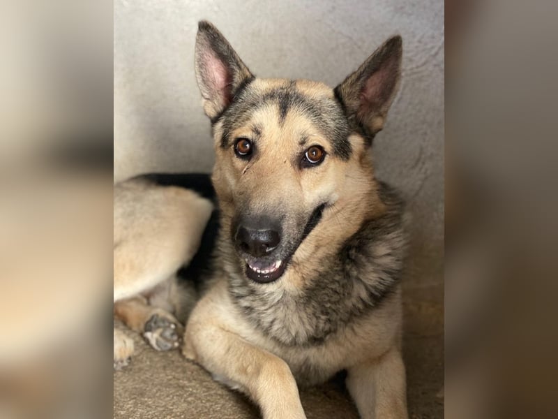 Hankan, geb. ca. 01/2024, lebt in GRIECHENLAND, im städt. Tierheim Serres