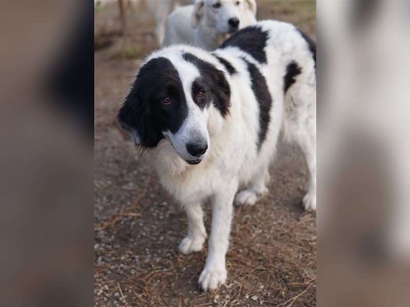 Maella, geb. ca. 02/2020, lebt in GRIECHENLAND, im städt. Tierheim Serres
