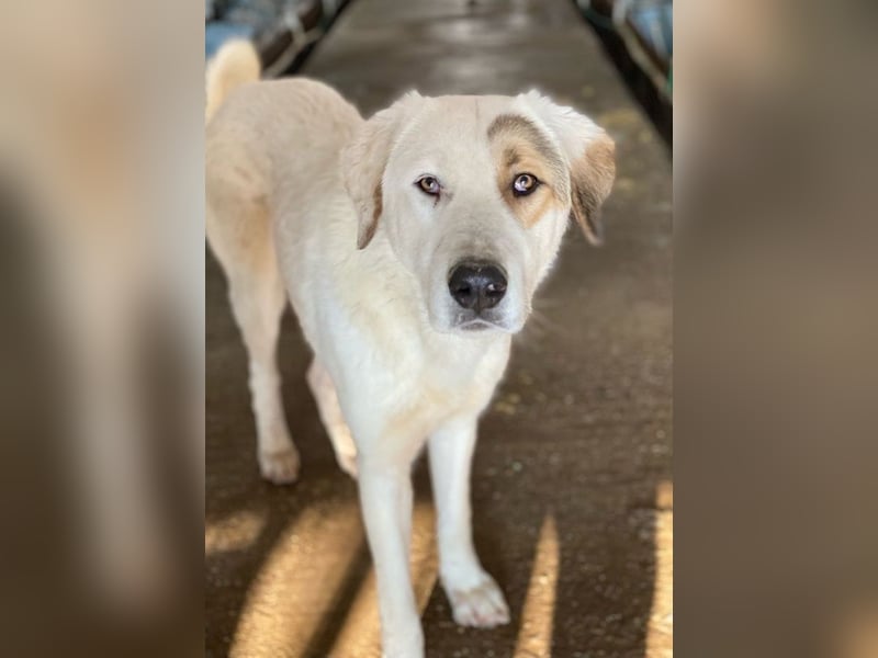 Alfons, geb. ca. 02/2024, lebt in GRIECHENLAND, im städt. Tierheim Serres