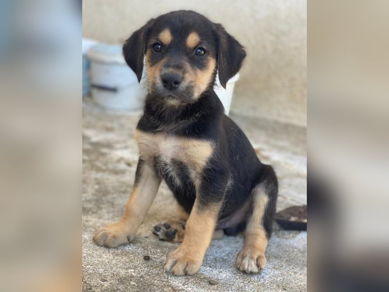 Hiro, geb. ca. 02/2026, lebt in GRIECHENLAND, im städt. Tierheim Serres