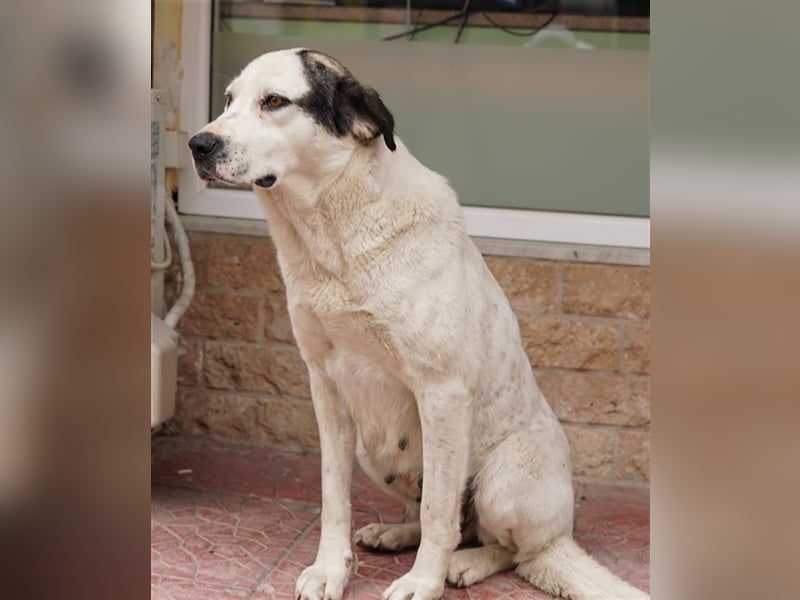 Morla, geb. ca. 01/2020, lebt in GRIECHENLAND, auf einer privaten Pflegestelle