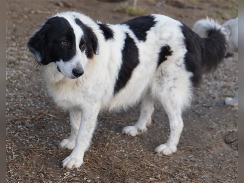 Maella, geb. ca. 02/2020, lebt in GRIECHENLAND, im städt. Tierheim Serres