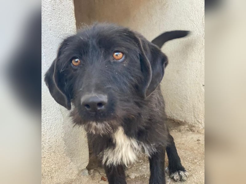 Erebus, geb. ca. 01/2025, lebt in GRIECHENLAND, im städt. Tierheim Serres