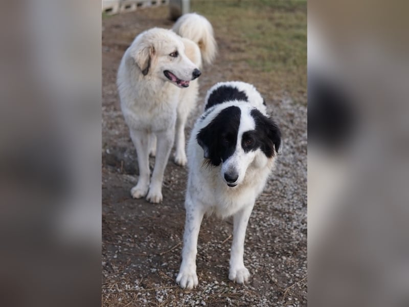 Maella, geb. ca. 02/2020, lebt in GRIECHENLAND, im städt. Tierheim Serres