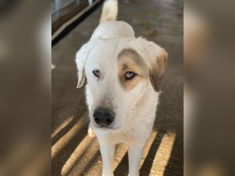 Alfons, geb. ca. 02/2024, lebt in GRIECHENLAND, im städt. Tierheim Serres