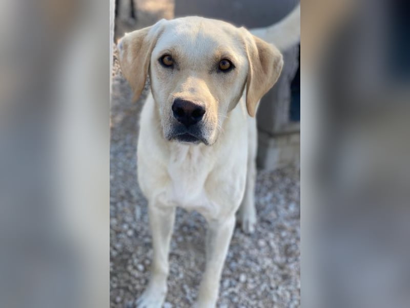 Boq, geb. ca. 07/2023, lebt in GRIECHENLAND, im städt. Tierheim Serres