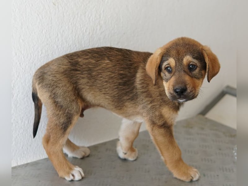 Kuba, geb. ca. 12/2025, lebt in GRIECHENLAND, auf einer privaten Pflegestelle