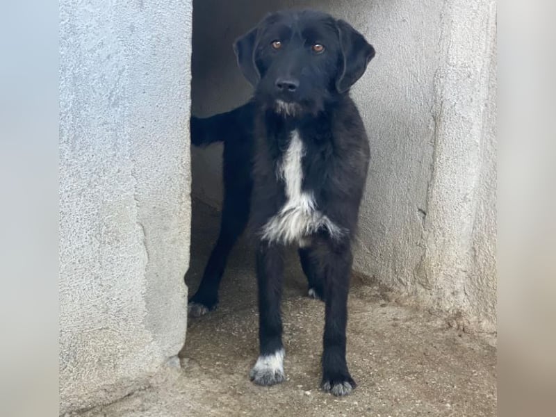 Erebus, geb. ca. 01/2025, lebt in GRIECHENLAND, im städt. Tierheim Serres