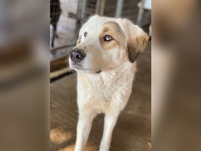 Alfons, geb. ca. 02/2024, lebt in GRIECHENLAND, im städt. Tierheim Serres