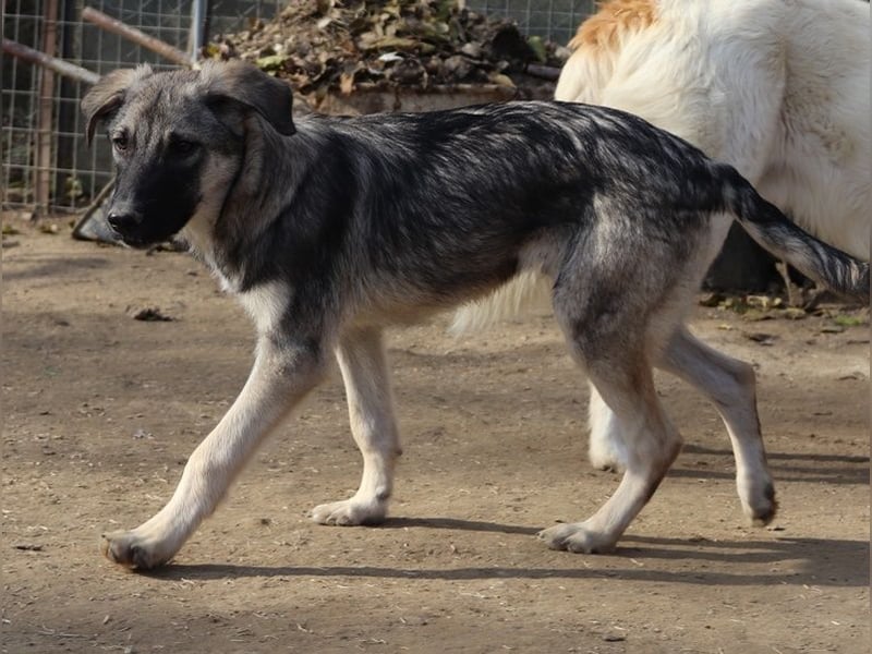 Erwin, geb. ca. 05/2024, lebt in GRIECHENLAND, im städt. Tierheim Serres