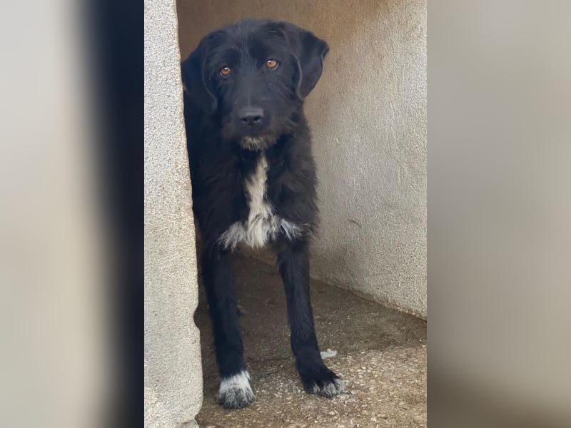 Erebus, geb. ca. 01/2025, lebt in GRIECHENLAND, im städt. Tierheim Serres