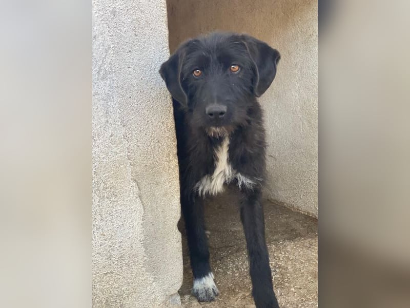 Erebus, geb. ca. 01/2025, lebt in GRIECHENLAND, im städt. Tierheim Serres