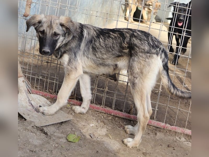 Erwin, geb. ca. 05/2024, lebt in GRIECHENLAND, im städt. Tierheim Serres
