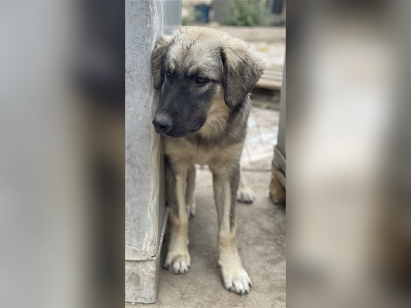 Hagan, geb. ca. 03/2023, lebt in GRIECHENLAND, im städt. Tierheim Serres