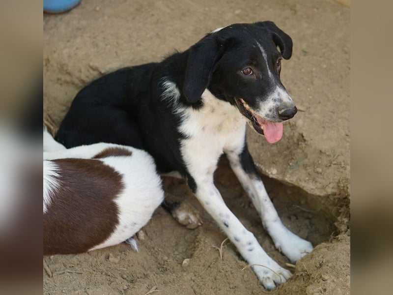 Piko, geb. ca. 01/2025, lebt in GRIECHENLAND, auf einer privaten Pflegestelle