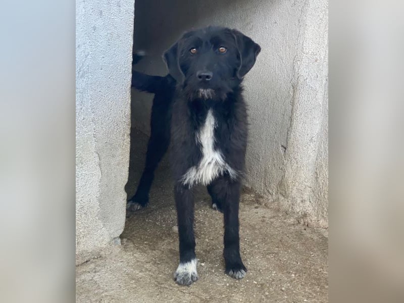 Erebus, geb. ca. 01/2025, lebt in GRIECHENLAND, im städt. Tierheim Serres