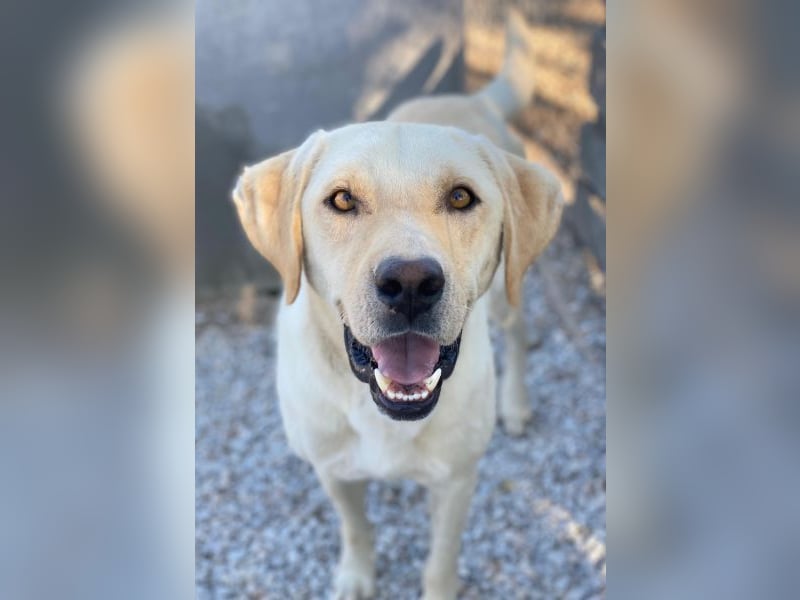 Boq, geb. ca. 07/2023, lebt in GRIECHENLAND, im städt. Tierheim Serres