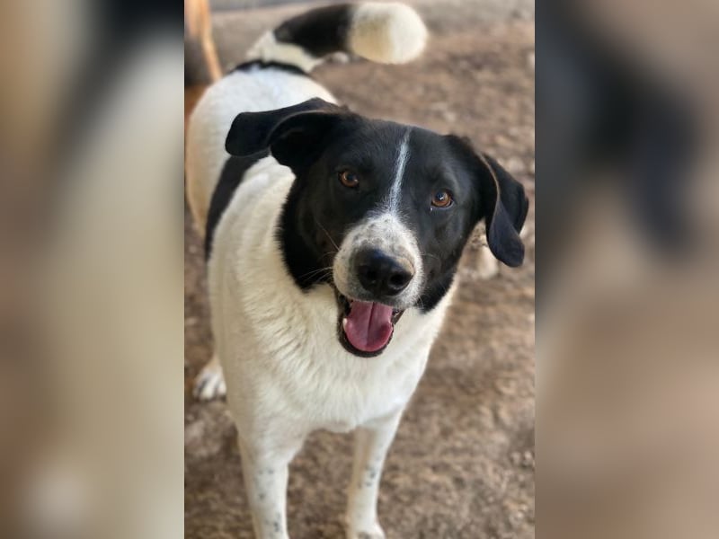 Grecco, geb. ca. 11/2022, lebt in GRIECHENLAND, im städt. Tierheim Serres