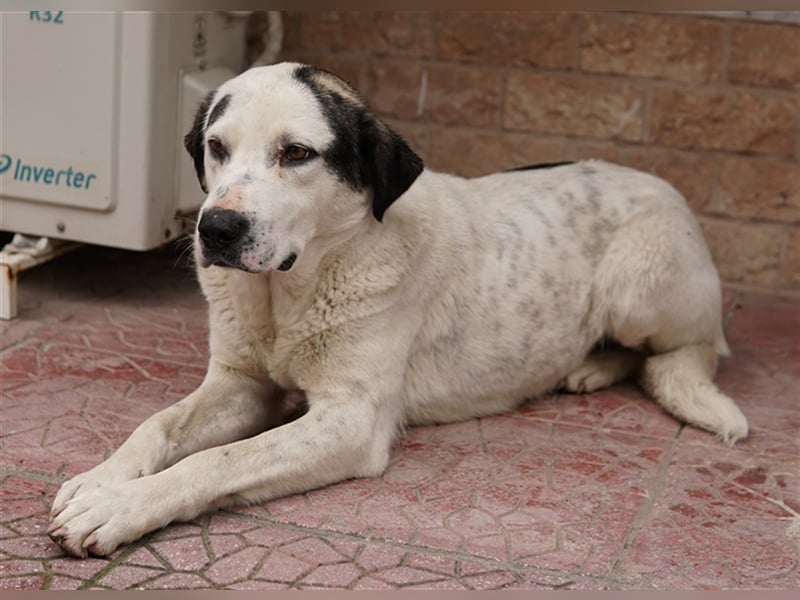 Morla, geb. ca. 01/2020, lebt in GRIECHENLAND, auf einer privaten Pflegestelle