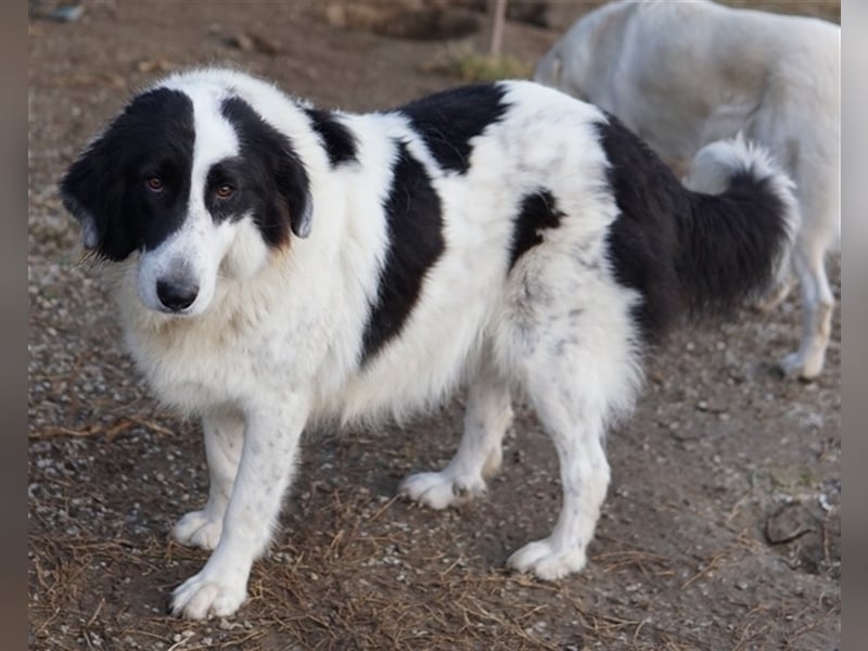Maella, geb. ca. 02/2020, lebt in GRIECHENLAND, im städt. Tierheim Serres