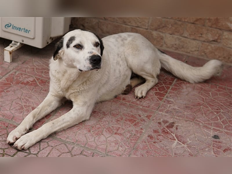 Morla, geb. ca. 01/2020, lebt in GRIECHENLAND, auf einer privaten Pflegestelle