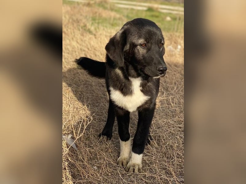 Esko, geb. ca. 09/2024, lebt in GRIECHENLAND, im städt. Tierheim Serres