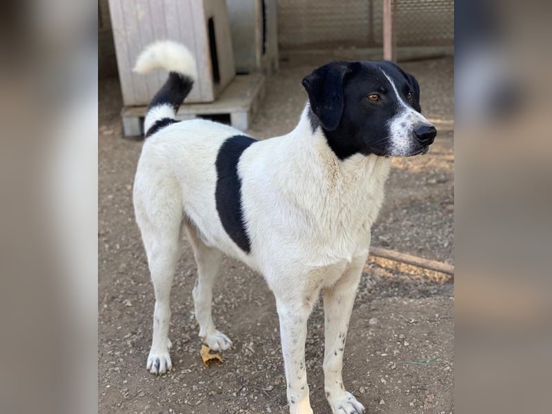 Grecco, geb. ca. 11/2022, lebt in GRIECHENLAND, im städt. Tierheim Serres