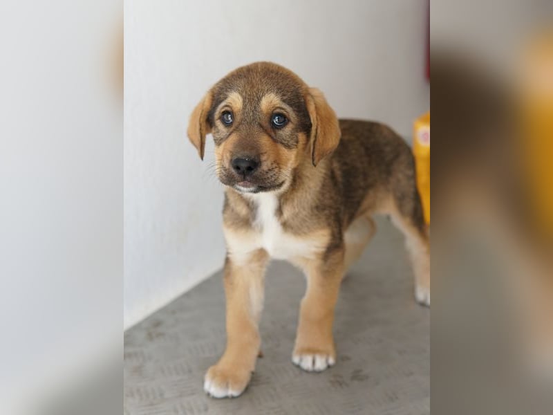 Kuba, geb. ca. 12/2025, lebt in GRIECHENLAND, auf einer privaten Pflegestelle