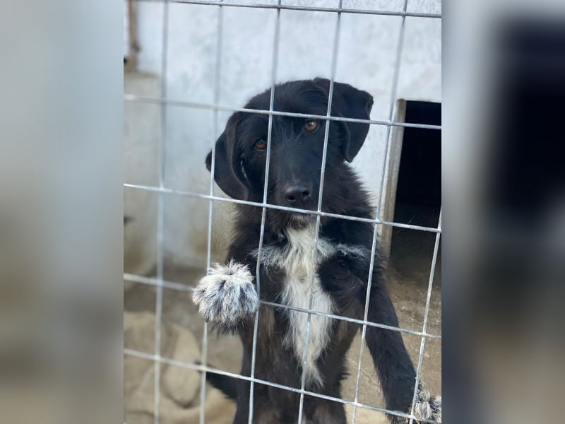 Erebus, geb. ca. 01/2025, lebt in GRIECHENLAND, im städt. Tierheim Serres