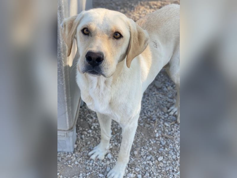 Boq, geb. ca. 07/2023, lebt in GRIECHENLAND, im städt. Tierheim Serres