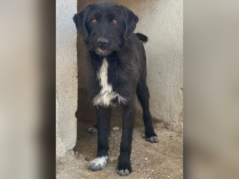 Erebus, geb. ca. 01/2025, lebt in GRIECHENLAND, im städt. Tierheim Serres