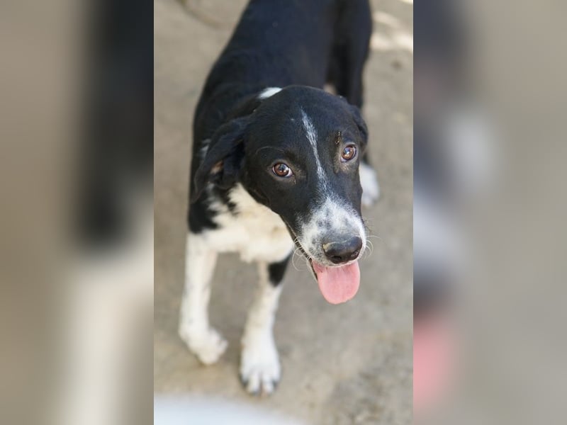 Piko, geb. ca. 01/2025, lebt in GRIECHENLAND, auf einer privaten Pflegestelle