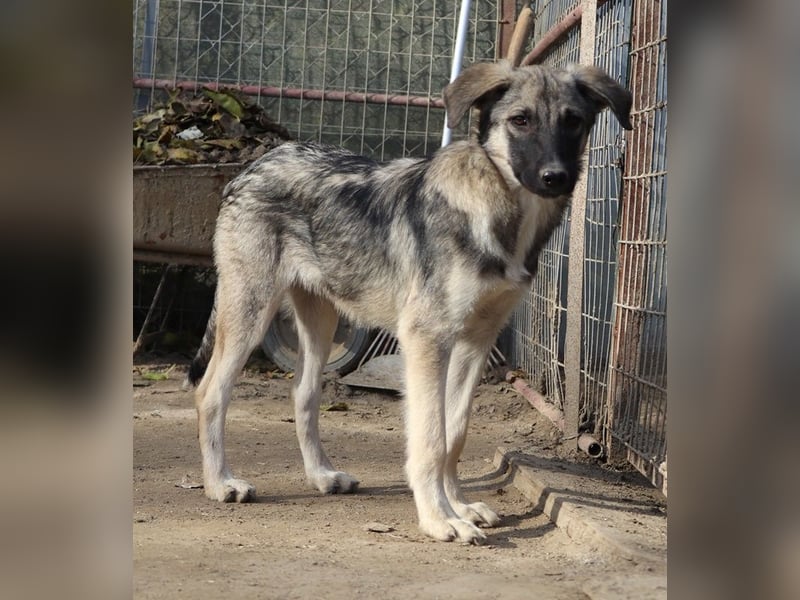 Erwin, geb. ca. 05/2024, lebt in GRIECHENLAND, im städt. Tierheim Serres