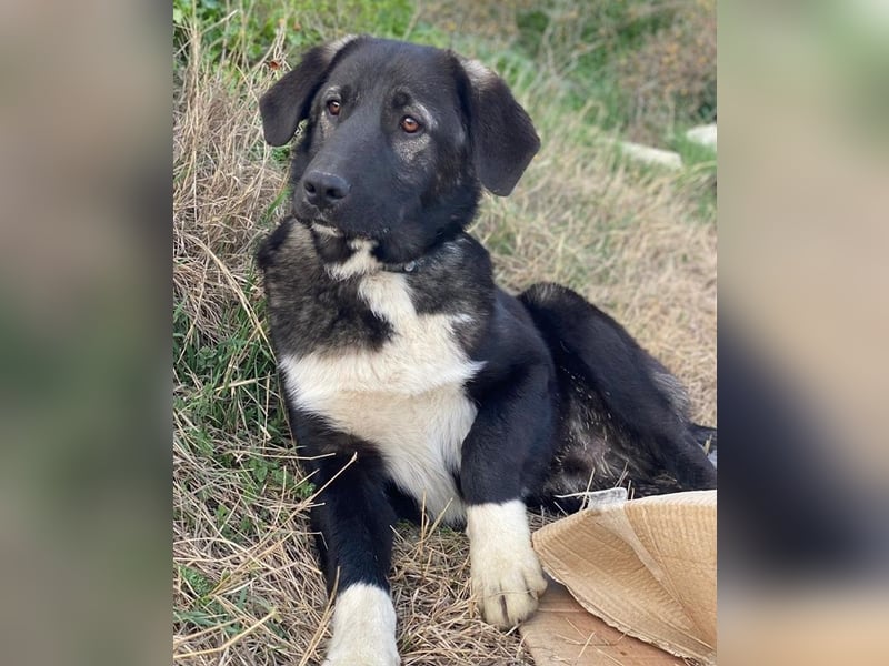 Esko, geb. ca. 09/2024, lebt in GRIECHENLAND, im städt. Tierheim Serres