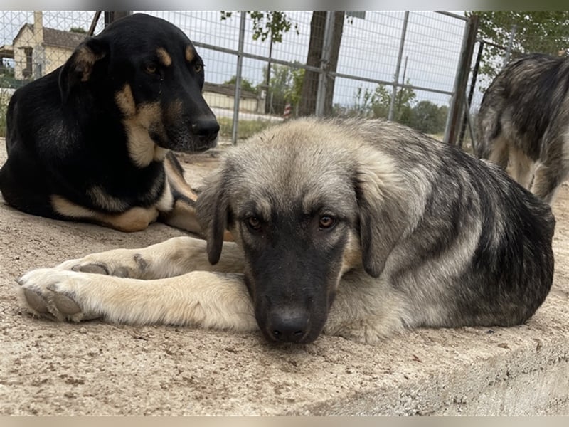 Hagan, geb. ca. 03/2023, lebt in GRIECHENLAND, im städt. Tierheim Serres