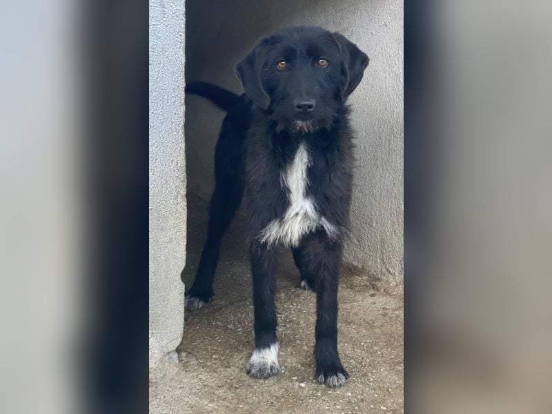 Erebus, geb. ca. 01/2025, lebt in GRIECHENLAND, im städt. Tierheim Serres