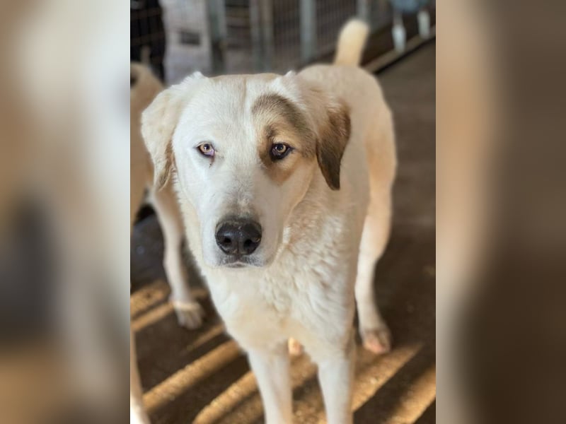 Alfons, geb. ca. 02/2024, lebt in GRIECHENLAND, im städt. Tierheim Serres