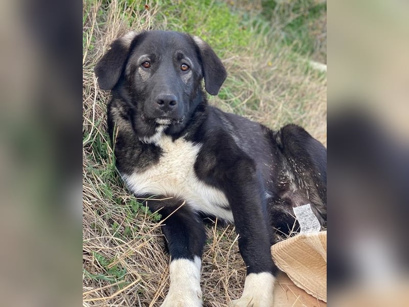 Esko, geb. ca. 09/2024, lebt in GRIECHENLAND, im städt. Tierheim Serres