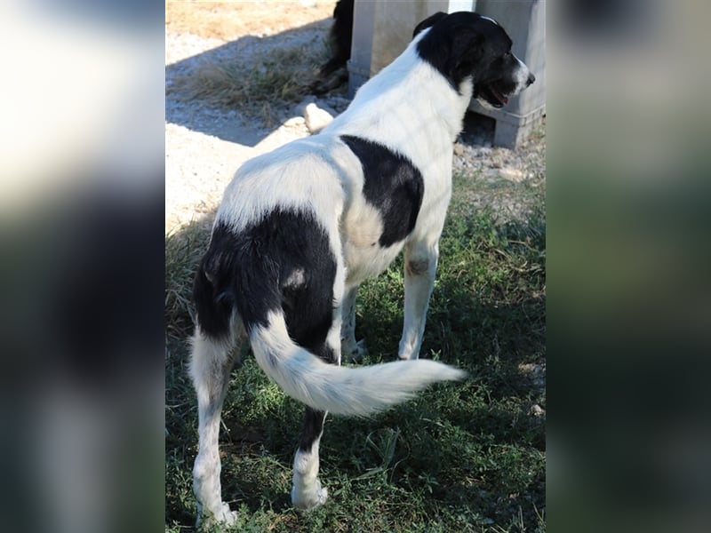 Rubin, geb. ca. 03/2019, lebt in GRIECHENLAND, im städt. Tierheim Serres