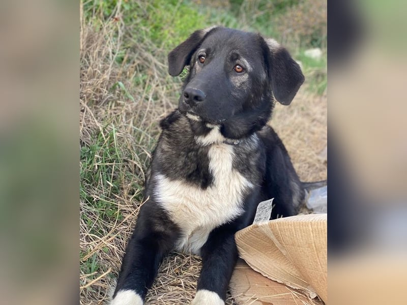 Esko, geb. ca. 09/2024, lebt in GRIECHENLAND, im städt. Tierheim Serres