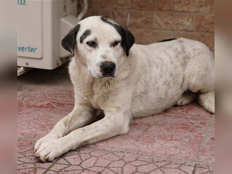 Morla, geb. ca. 01/2020, lebt in GRIECHENLAND, auf einer privaten Pflegestelle