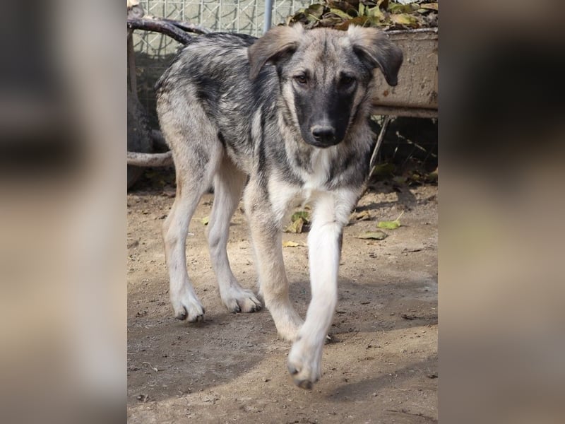 Erwin, geb. ca. 05/2024, lebt in GRIECHENLAND, im städt. Tierheim Serres